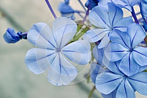 Phlox divaricata, decorative shrub with blue blooming blossoms