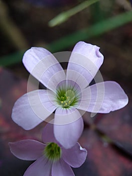 Phlox divaricata flower