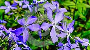 Phlox divaricata - herbaceous plant with purple flowers in the garden