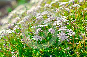 Phlox divaricata Phlox divaricata. Blue phlox Closeup