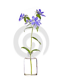 Phlox divaricata wild blue phlox or woodland phlox in a glass vessel on a white background