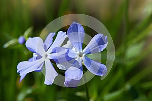 Phlox divaricata - wild sweet william - woodland phlox - wild blue phlox