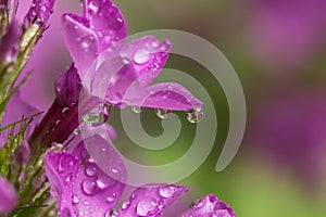 Phlox with Droplet Refractions photo