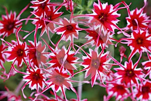 Phlox drummondii Popstars F1 - Disco Rose with Eye flowers is an annual plant