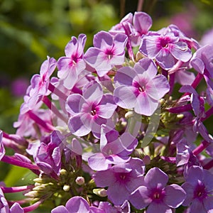 Phlox flower cluster