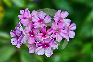 Phlox flower - genus of flowering herbaceous plants.j