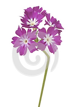Phlox flower isolated