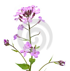 Phlox flower isolated on white background