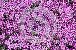 Phlox flower
