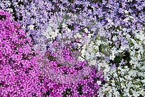 Phlox flower