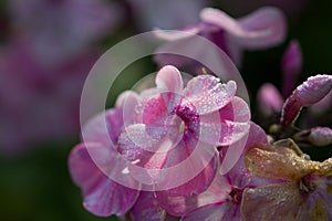 Phlox flower is a popular garden plant.