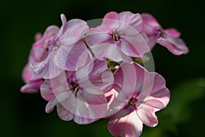 Phlox flower is a popular garden plant.