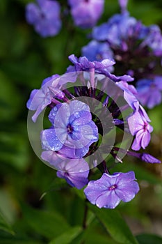 Phlox Flower With Water Drops In Garden In Summer