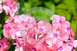 Phlox flowers close-up. Flowering shrub in the garden on a Sunny day