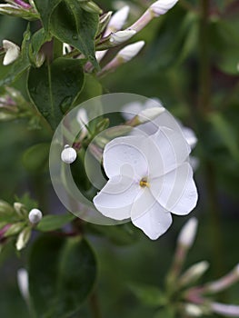 Phlox flowers close-up view, white phlox flowers in a garden