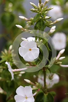 Phlox flowers close-up view, white phlox flowers in a garden