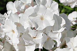 Phlox flowers. Gardening. A greeting card. Holidays and events