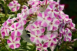 Phlox flowers outdoors photo