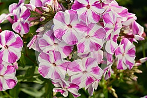 Phlox flowers outdoors photo