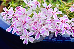 Phlox flowers, Paniculata photo