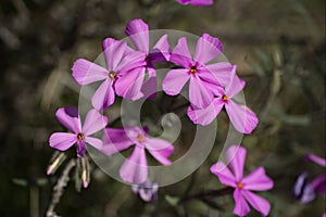 Phlox Longifolia