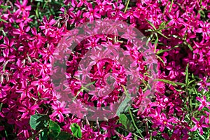 Phlox magenta flowers closeup selective focus