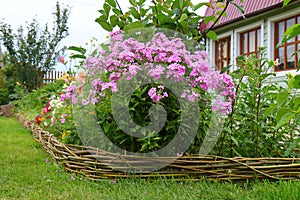 Phlox paniculata in bloom