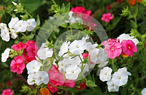 Phlox paniculata in bloom photo