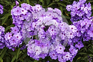 Phlox paniculata `Blue Paradise`