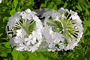 Phlox paniculata closeup image. Garden white phlox in bloom.