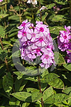 Phlox paniculata `Eva Cullum`