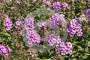 Phlox paniculata `Eva Cullum`