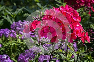 Phlox paniculata Flowers photo