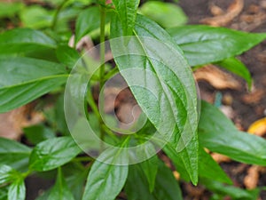 Phlox paniculata fresh green leaves is a herb in Thai traditional medicine,often used to relieve colds, coughs and sore throats. A