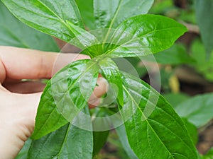 Phlox paniculata fresh green leaves is a herb in Thai traditional medicine,often used to relieve colds, coughs and sore throats. A