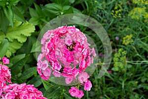 Phlox paniculata, garden phlox