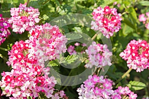 The Phlox paniculata, Garden phlox in bloom