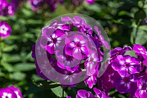 Phlox paniculata (Garden phlox) in bloom