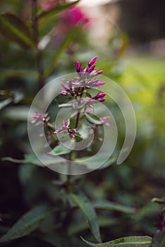 Phlox paniculata, Lord Clayton variety, phlox with red flowrs