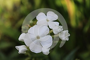 Phlox paniculata perennial plant. White flower.