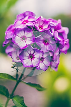 Phlox paniculata `Purple Eye Flame`