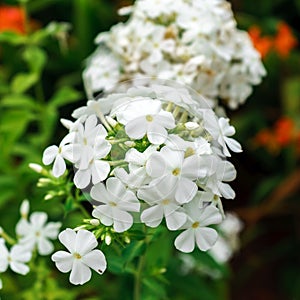 Phlox paniculata, White Admiral in garden. selective focus