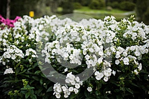 Phlox paniculata, White Admiral variety, phlox with white flowrs photo