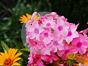 Phlox paniculata 'Becky Towe'