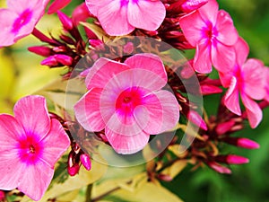 Phlox paniculata 'Becky Towe'