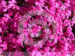 Phlox - Phlox douglasii, common name tufted phlox or Columbia phlox, closeup, dark pink cultivar on a stone wall