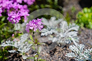 Phlox Pilosa