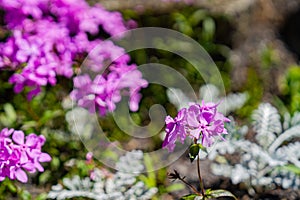 Phlox Pilosa