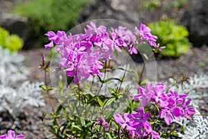 Phlox Pilosa