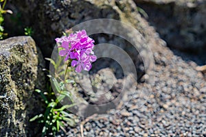 Phlox Pilosa